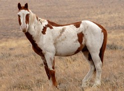 mustang